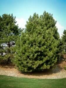 Сосна Чёрная (Pinus Nigra) купить по цене от 270.00р. в интернет-магазине «Посадика» с доставкой почтой в в Сунжае и по всей России – [изображение №1].