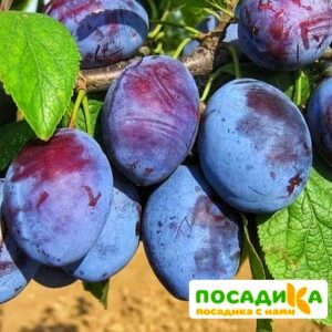 Слива Чачакская ранняя купить по цене от 229.00р. в интернет-магазине «Посадика» с доставкой почтой в в Сунжае и по всей России – [изображение №1].