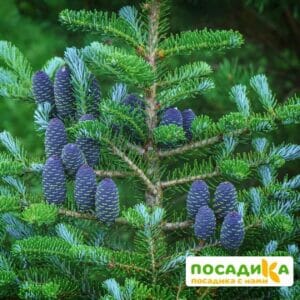 Пихта корейская (Abies koreana) купить по цене от 450.00р. в интернет-магазине «Посадика» с доставкой почтой в в Сунжае и по всей России – [изображение №1].