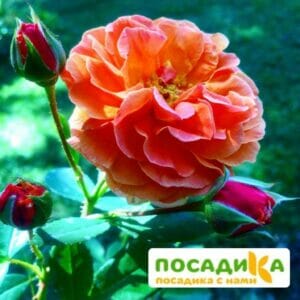 Роза Арабия купить по цене от 350.00р. в интернет-магазине «Посадика» с доставкой почтой в в Сунжае и по всей России – [изображение №1].