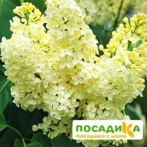 Сирень Примроуз (Primrose) купить по цене от 529.00р. в интернет-магазине «Посадика» с доставкой почтой в в Сунжае и по всей России – [изображение №1].