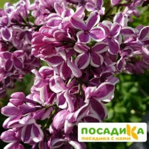 Сирень Сенсация купить по цене от 529.00р. в интернет-магазине «Посадика» с доставкой почтой в в Сунжае и по всей России – [изображение №1].