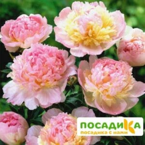 Пион Распберри Сандей (Paeonia Raspberry Sundae) купить по цене от 959р. в интернет-магазине «Посадика» с доставкой почтой в в Сунжае и по всей России – [изображение №1].