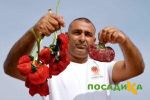 Клубника Гигант Джорнея купить по цене от 266р. в интернет-магазине «Посадика» с доставкой почтой в в Сунжае и по всей России – [изображение №1].