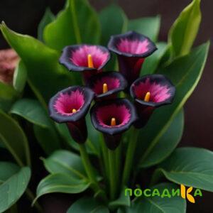 Калла Аура Лейс купить по цене от 400р. в интернет-магазине «Посадика» с доставкой почтой в в Сунжае и по всей России – [изображение №1].
