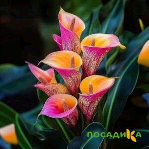 Калла Оникс купить по цене от 450р. в интернет-магазине «Посадика» с доставкой почтой в в Сунжае и по всей России – [изображение №1].