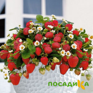 Клубника Рубиновый Шепот (горшечная) купить по цене от 240р. в интернет-магазине «Посадика» с доставкой почтой в в Сунжае и по всей России – [изображение №1].