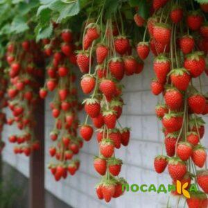Клубника вьющаяся Комплимент купить по цене от 470р. в интернет-магазине «Посадика» с доставкой почтой в в Сунжае и по всей России – [изображение №1].