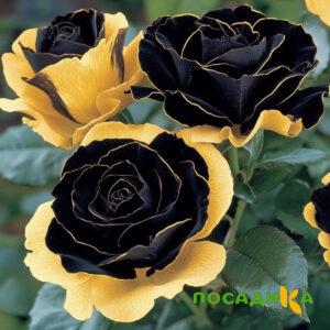 Роза Ханни Сикл купить по цене от 700р. в интернет-магазине «Посадика» с доставкой почтой в в Сунжае и по всей России – [изображение №1].