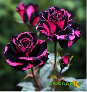 Роза Багровый Шепот купить по цене от 366р. в интернет-магазине «Посадика» с доставкой почтой в в Сунжае и по всей России – [изображение №1].