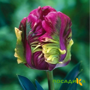 Тюльпан Экзотик Хэвен купить по цене от 186р. в интернет-магазине «Посадика» с доставкой почтой в в Сунжае и по всей России – [изображение №1].